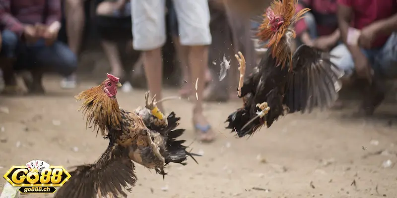 Cá độ gà chọi là gì?