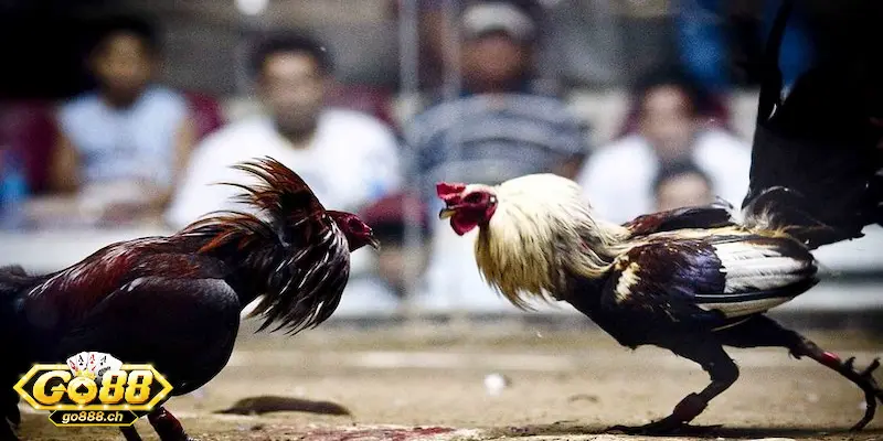 Chọn theo dòng gà – yếu tố tiên quyết