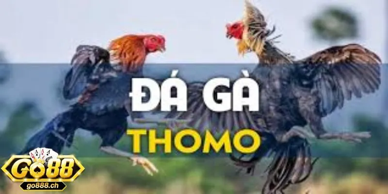 Đá gà Thomo – Biểu tượng vượt ngoài một sòng đấu