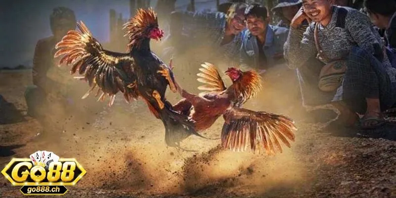 Mặt tối và ánh sáng của trận đá gà 24 tỷ