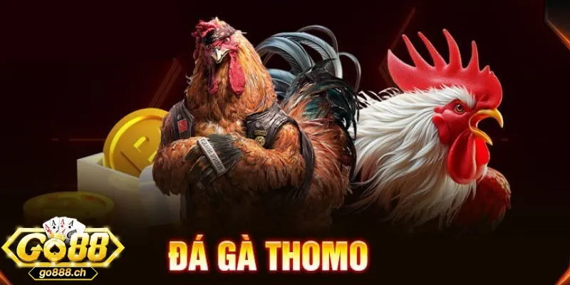 Những biến thể và góc nhìn sâu sắc của đá gà Thomo